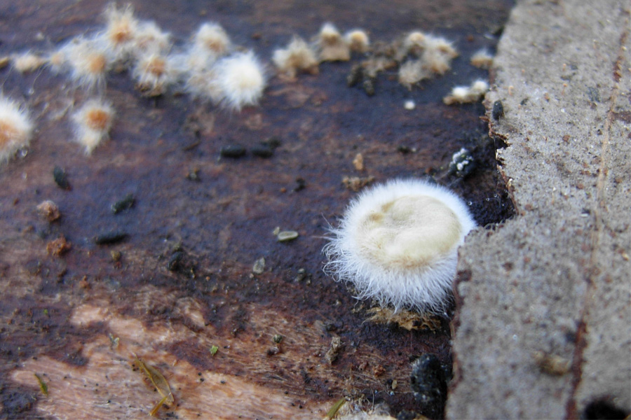 tanti funghi